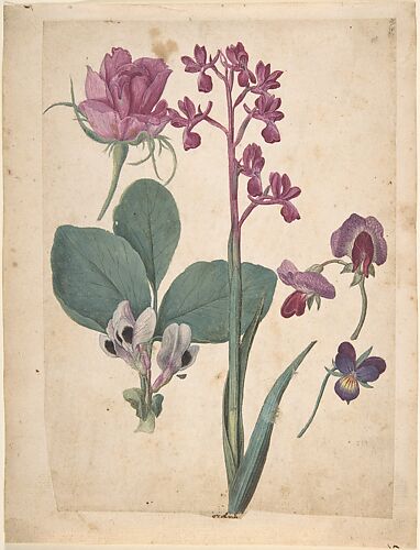 A Sheet of Studies of Flowers: A Rose, a Heartsease, a Sweet Pea, a Garden Pea, and a Lax-flowered Orchid