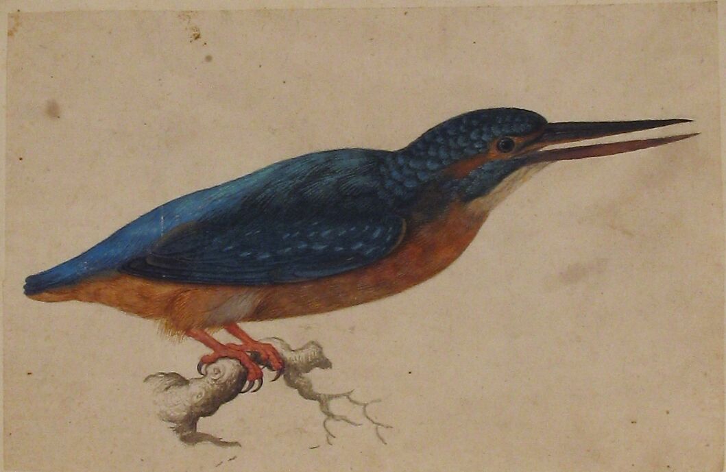 A Kingfisher on a Branch, Jacques Le Moyne de Morgues (French, Dieppe ca. 1533–1588 London), Watercolor and gouache over traces of black chalk