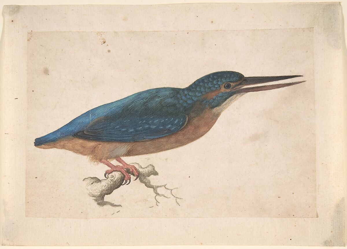 A Kingfisher on a Branch, Jacques Le Moyne de Morgues  French, Watercolor and gouache over traces of black chalk