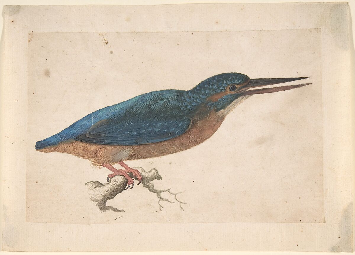 A Kingfisher on a Branch, Jacques Le Moyne de Morgues (French, Dieppe ca. 1533–1588 London), Watercolor and gouache over traces of black chalk 