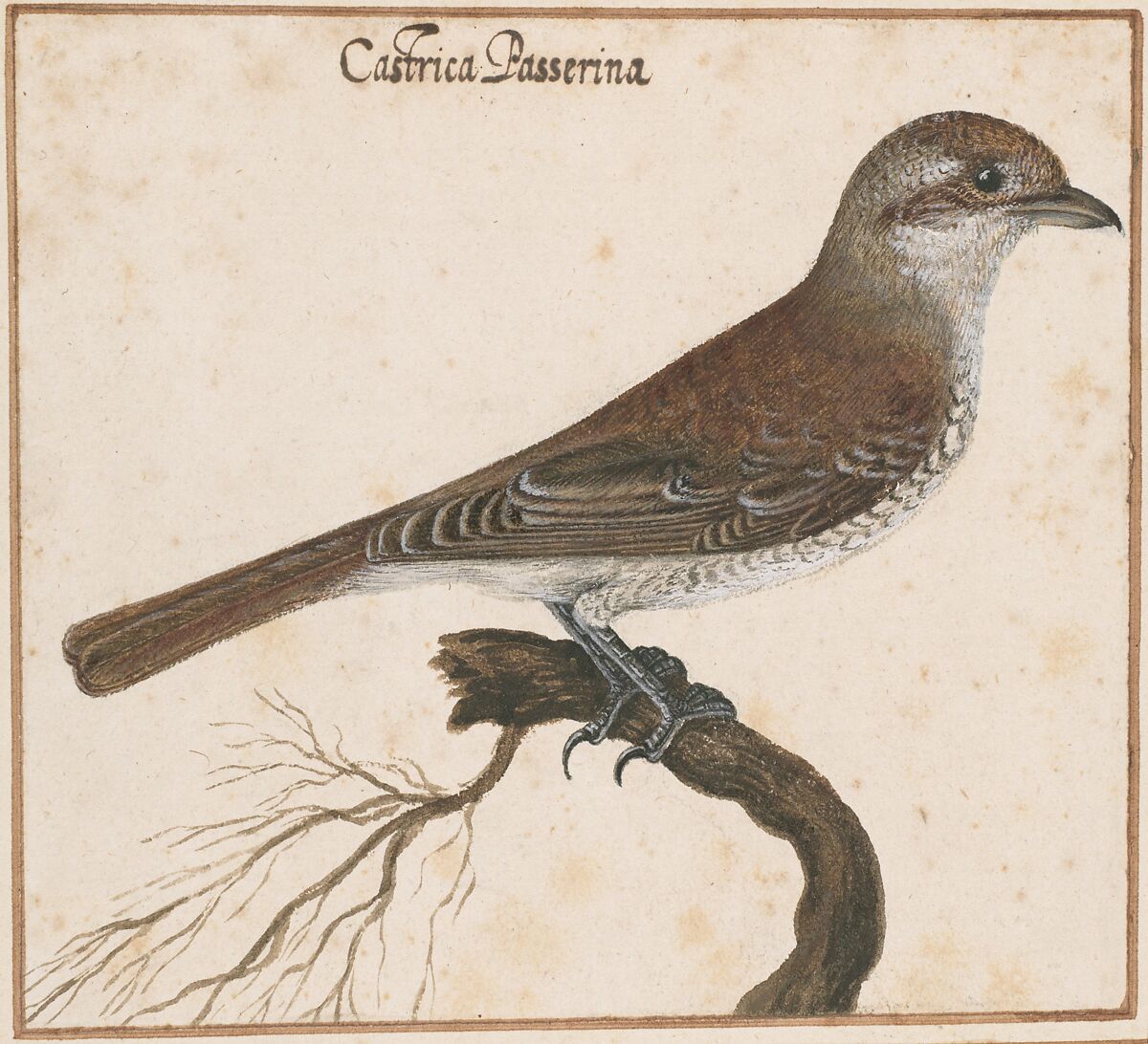 Castrica Passerina, Vincenzo Leonardi (Italian, Rome ca. 1590–ca. 1646 Rome), Watercolor