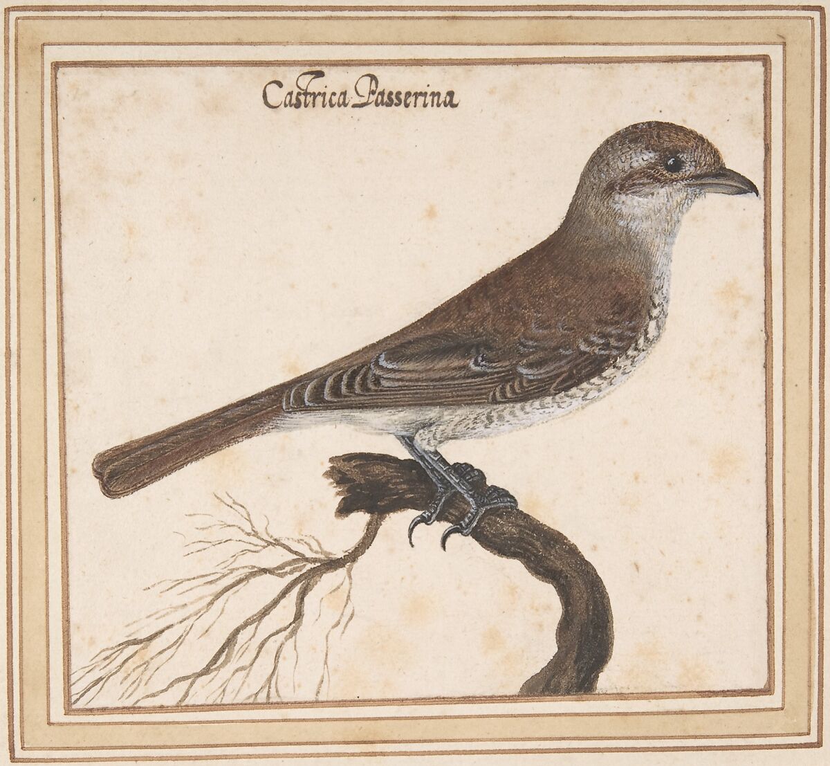 Castrica Passerina, Vincenzo Leonardi (Italian, Rome ca. 1590–ca. 1646 Rome), Watercolor 