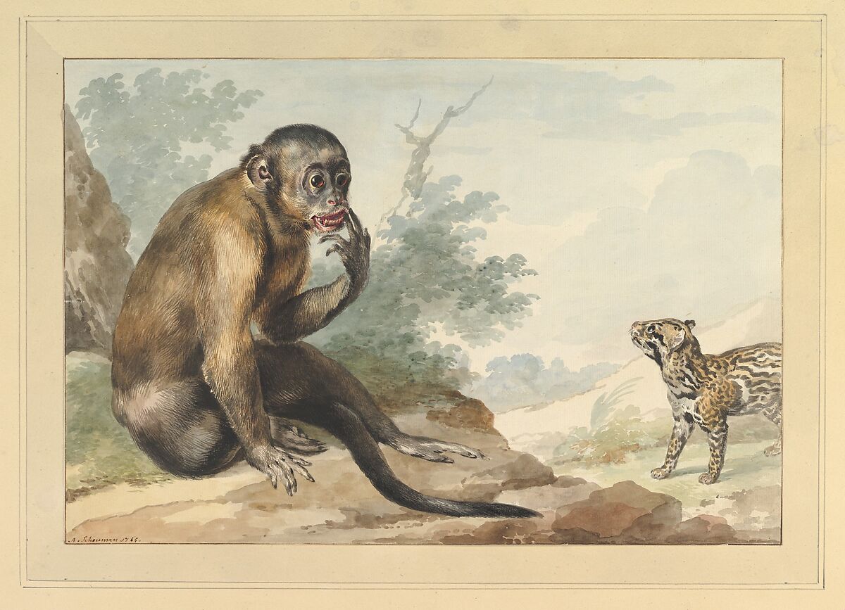A Monkey Sitting on a Rock Looking at a Civet, Aert Schouman (Dutch, Dordrecht 1710–1792 The Hague), Black chalk and watercolor 