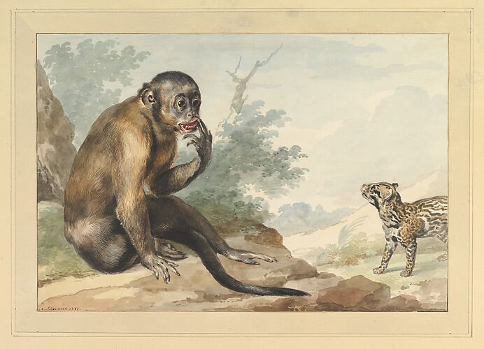 A Monkey Sitting on a Rock Looking at a Civet