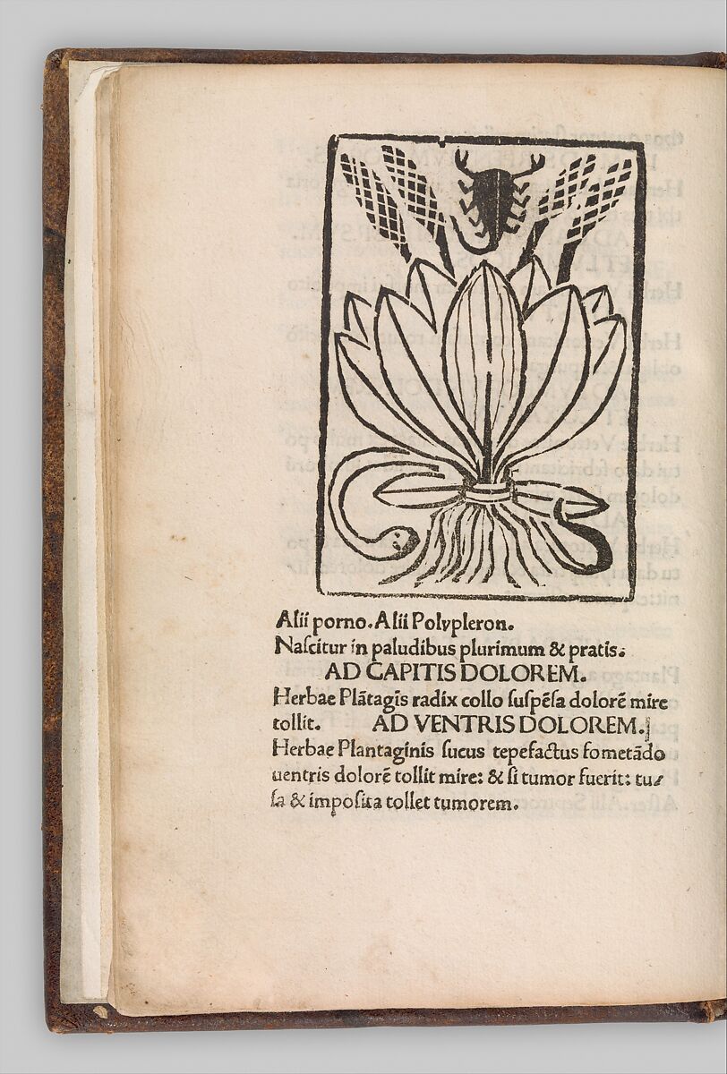 Herbarium, Pseudo-Apuleius Platonicus (North African (?), active 4th century CE), Woodcut, some hand colored