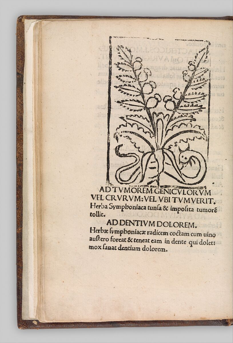 Herbarium, Pseudo-Apuleius Platonicus (North African (?), active 4th century CE), Woodcut, some hand colored
