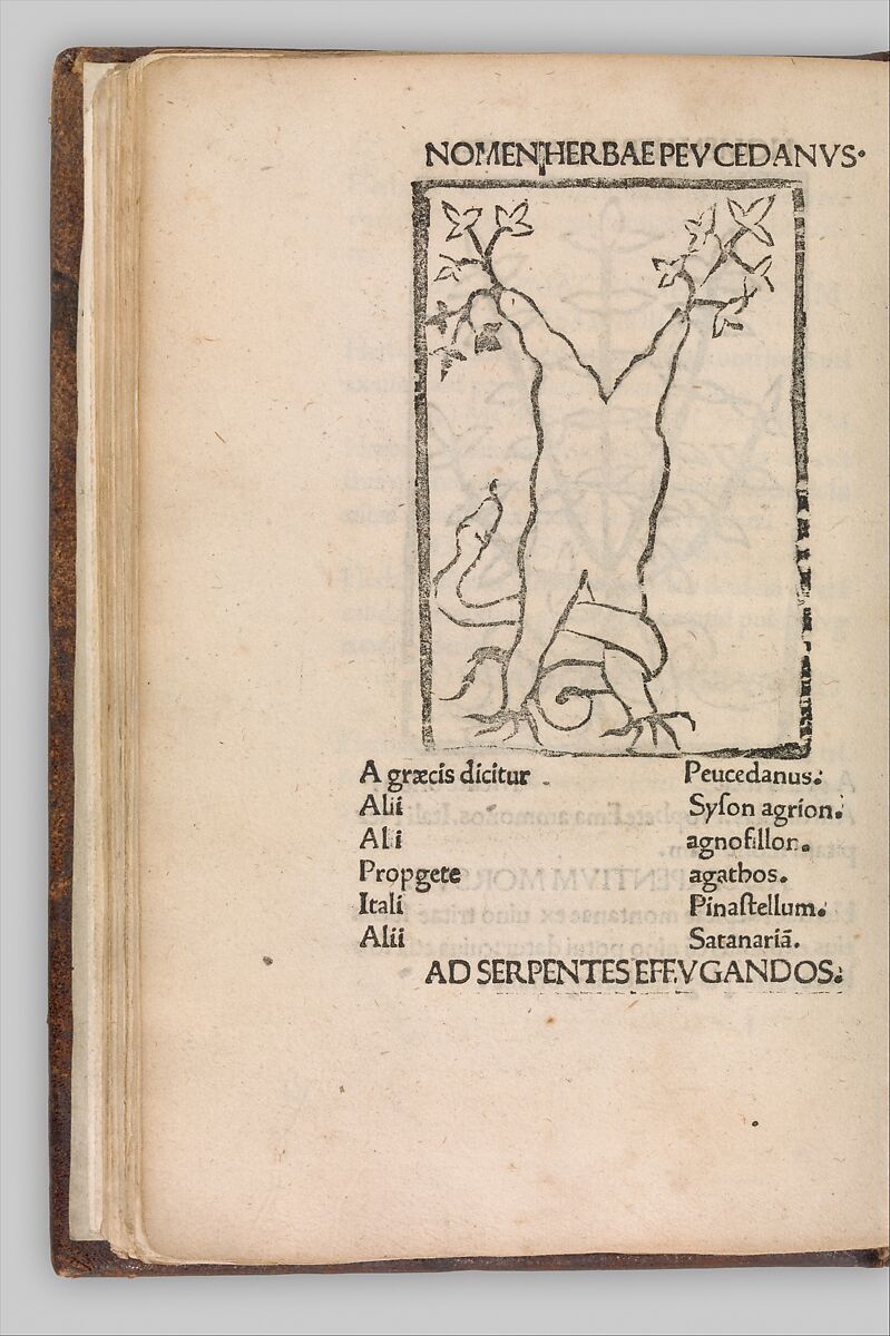 Herbarium, Pseudo-Apuleius Platonicus (North African (?), active 4th century CE), Woodcut, some hand colored