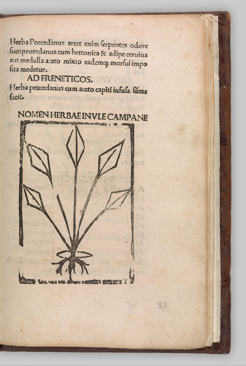 Herbarium, Pseudo-Apuleius Platonicus (North African (?), active 4th century CE), Woodcut, some hand colored