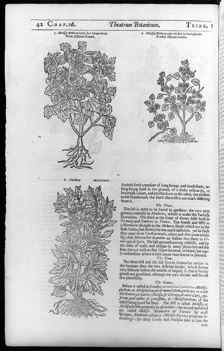 Theatrum Botanicum, the Theatre of Plants or An Universal and Compleat Herball., John Parkinson (British, 1567–1650), Illustrations: engraving, woodcut