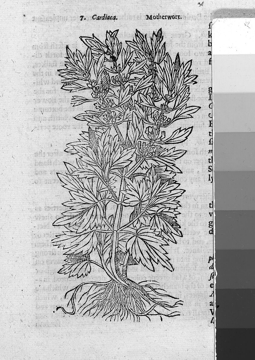 Theatrum Botanicum, the Theatre of Plants or An Universal and Compleat Herball., John Parkinson (British, 1567–1650), Illustrations: engraving, woodcut