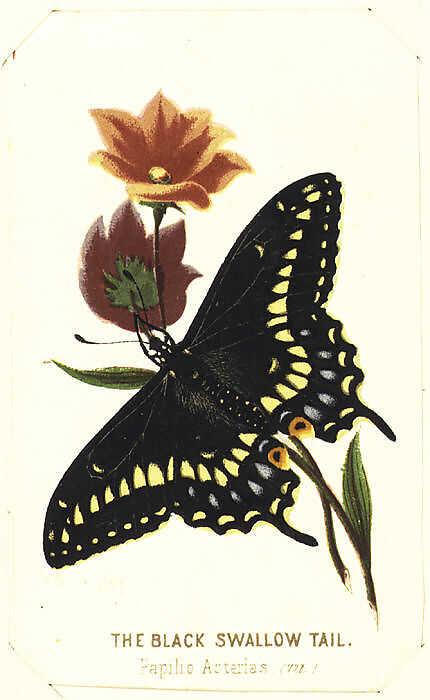 The Black Swallowtail from The Butterflies and Moths of America Part 3, Louis Prang &amp; Co. (Boston, Massachusetts), Color lithograph