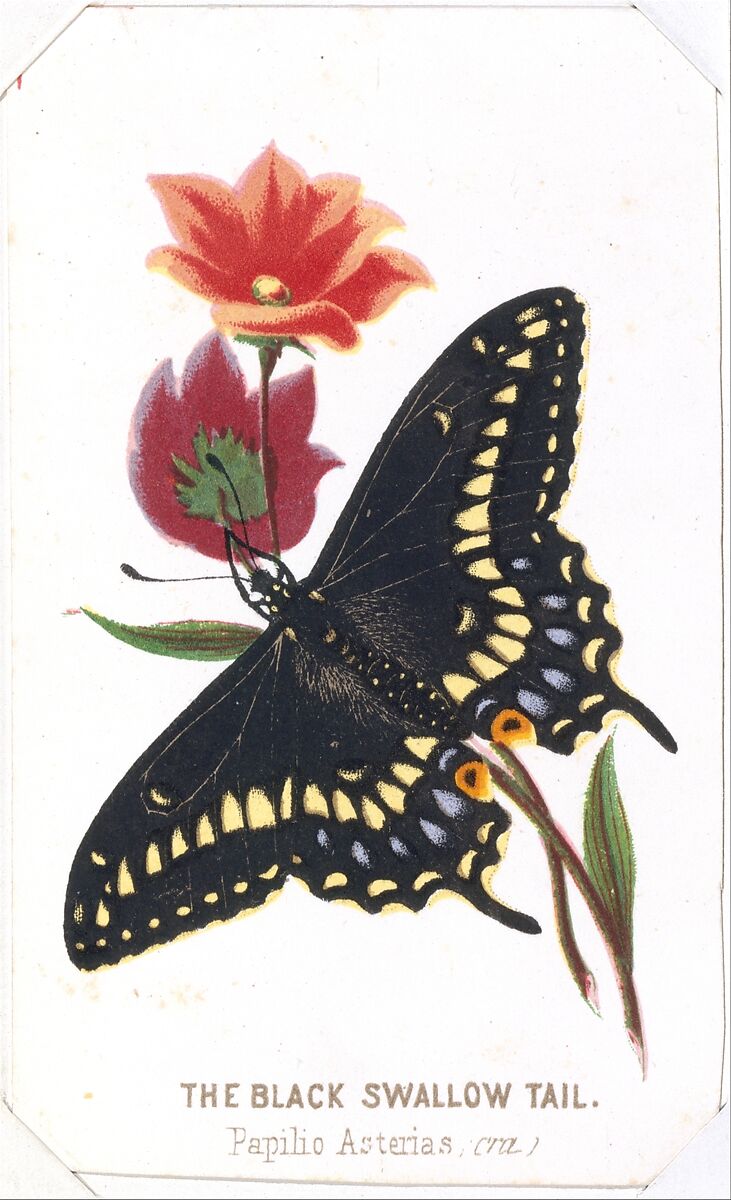 The Black Swallowtail from The Butterflies and Moths of America Part 3, Louis Prang &amp; Co. (Boston, Massachusetts), Color lithograph 
