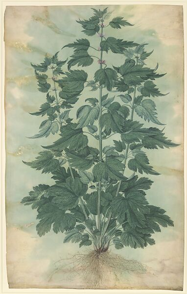 Botanical Specimen (Motherwort or "Leonurus cardiaca"), Jacopo Ligozzi  Italian, Brush with watercolor and gouache on vellum