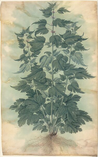 Botanical Specimen (Motherwort or "Leonurus cardiaca"), Jacopo Ligozzi (Italian, Verona 1547–1627 Florence), Brush with watercolor and gouache on vellum