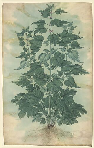 Botanical Specimen (Motherwort or 