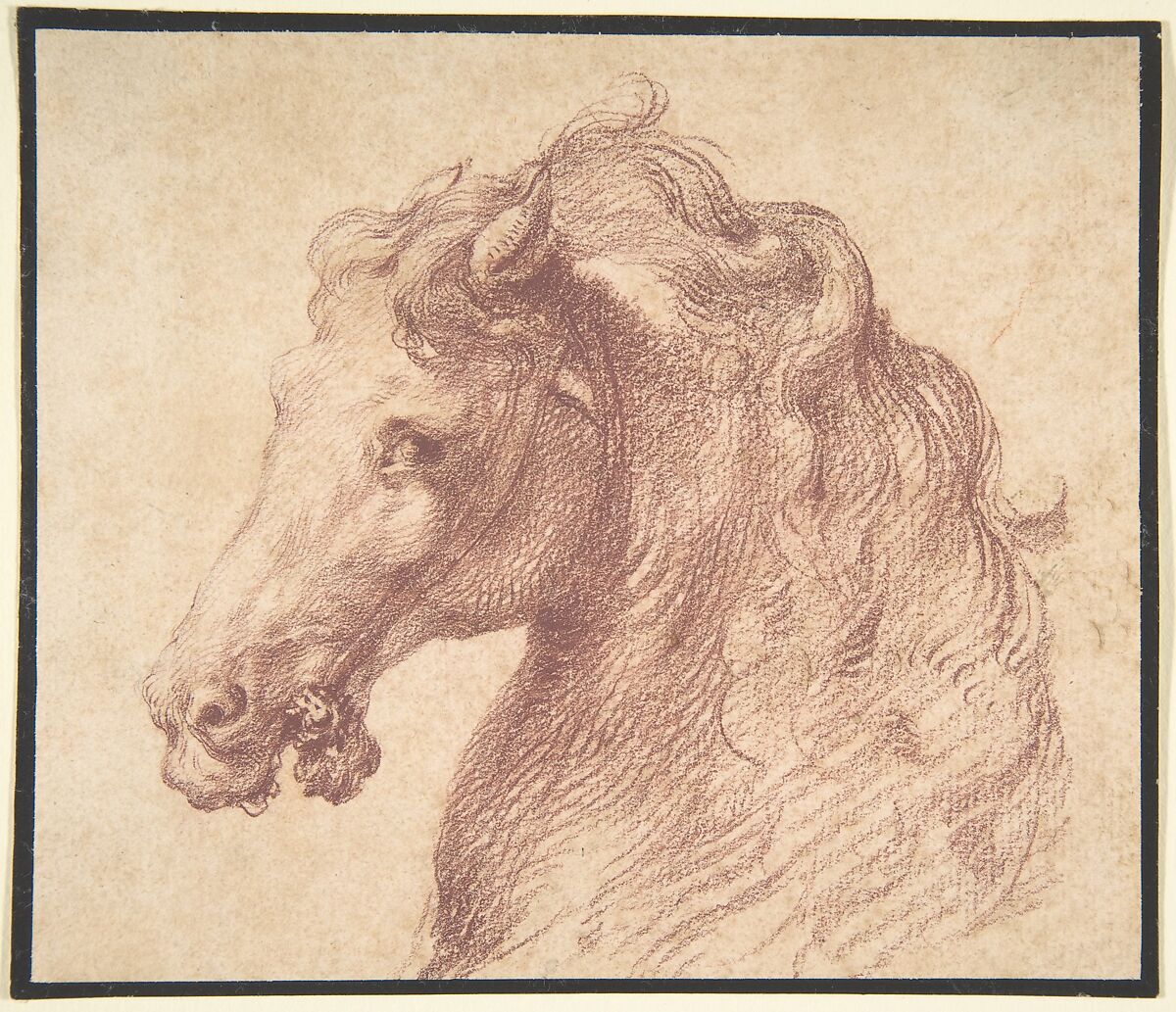 Head of a Horse, Anonymous, Italian, mid-16th century, Red chalk 