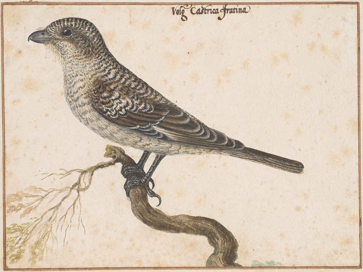 Castrica Fratina, Vincenzo Leonardi (Italian, Rome ca. 1590–ca. 1646 Rome), Watercolor