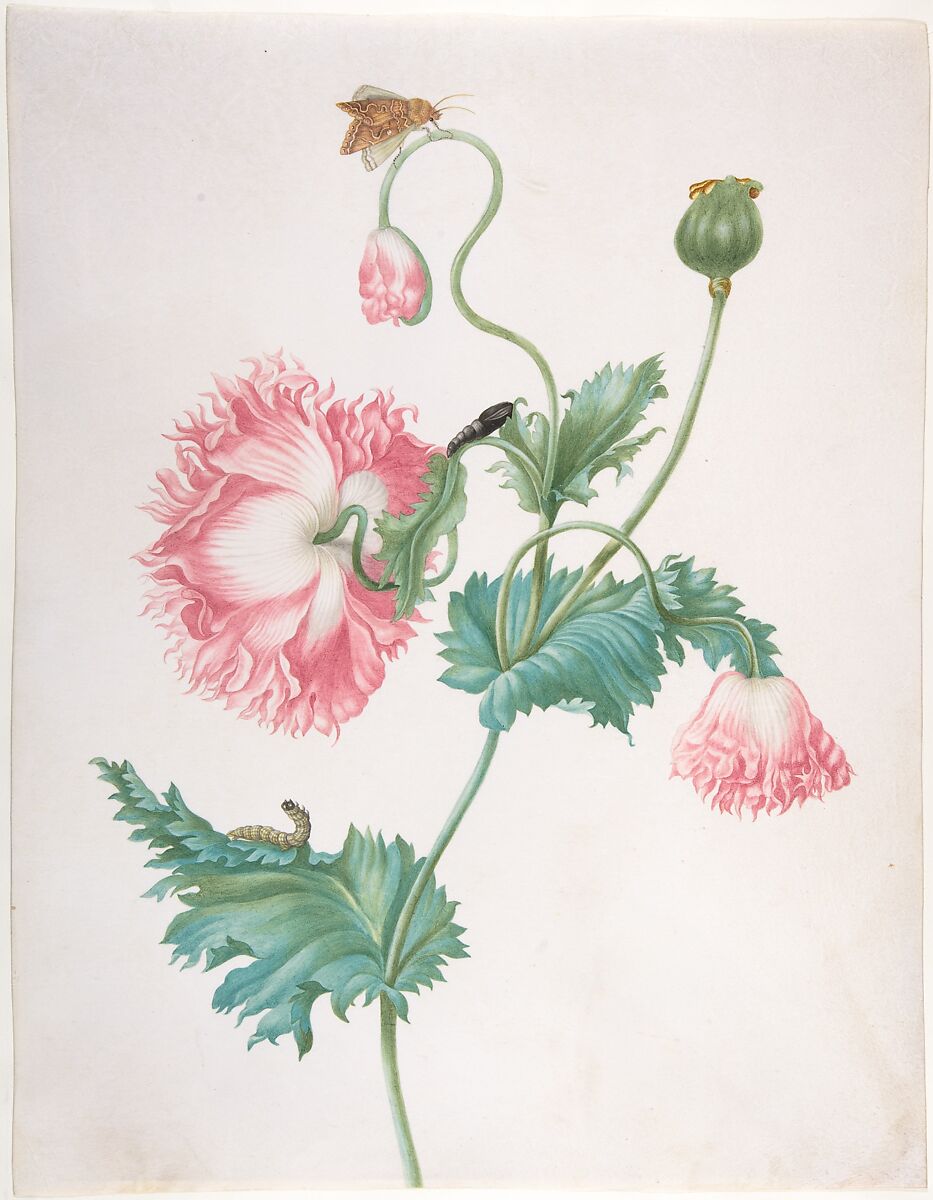 A Poppy in Three Stages of Flowering, with a Caterpillar, Pupa and Butterfly, Johanna Helena Herolt (née Graff) (German (active Netherlands and Suriname), Frankfurt before 1668–after 1723 Amsterdam or Suriname), Watercolor and gouache over traces of black chalk 