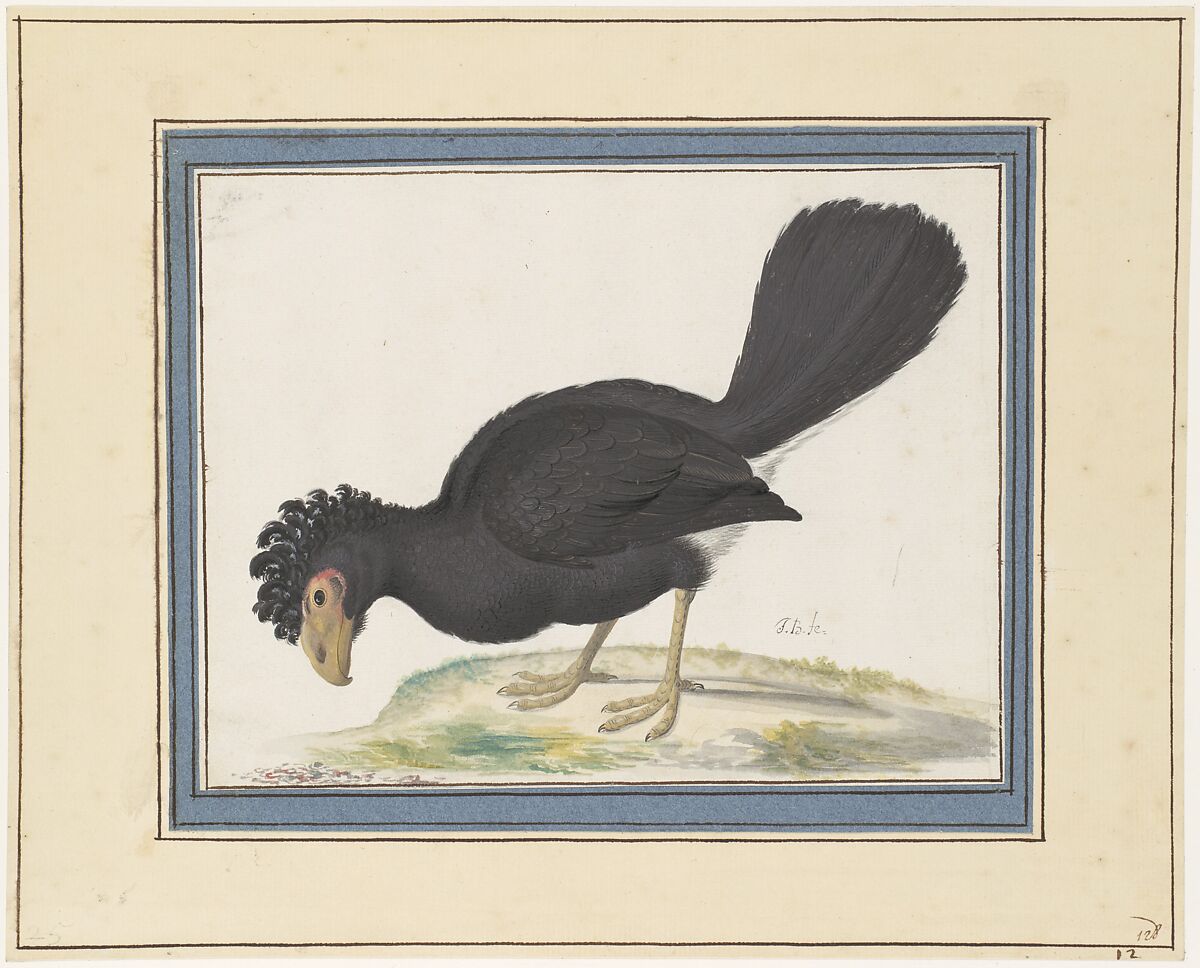 A Black Curassow, Johannes Bronckhorst (Dutch, 1648–1727), Watercolor and gouache over traces of black chalk