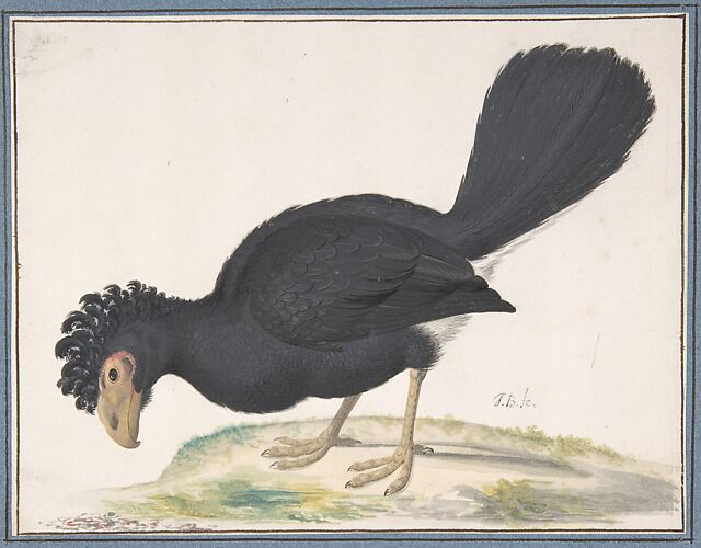 A Black Curassow