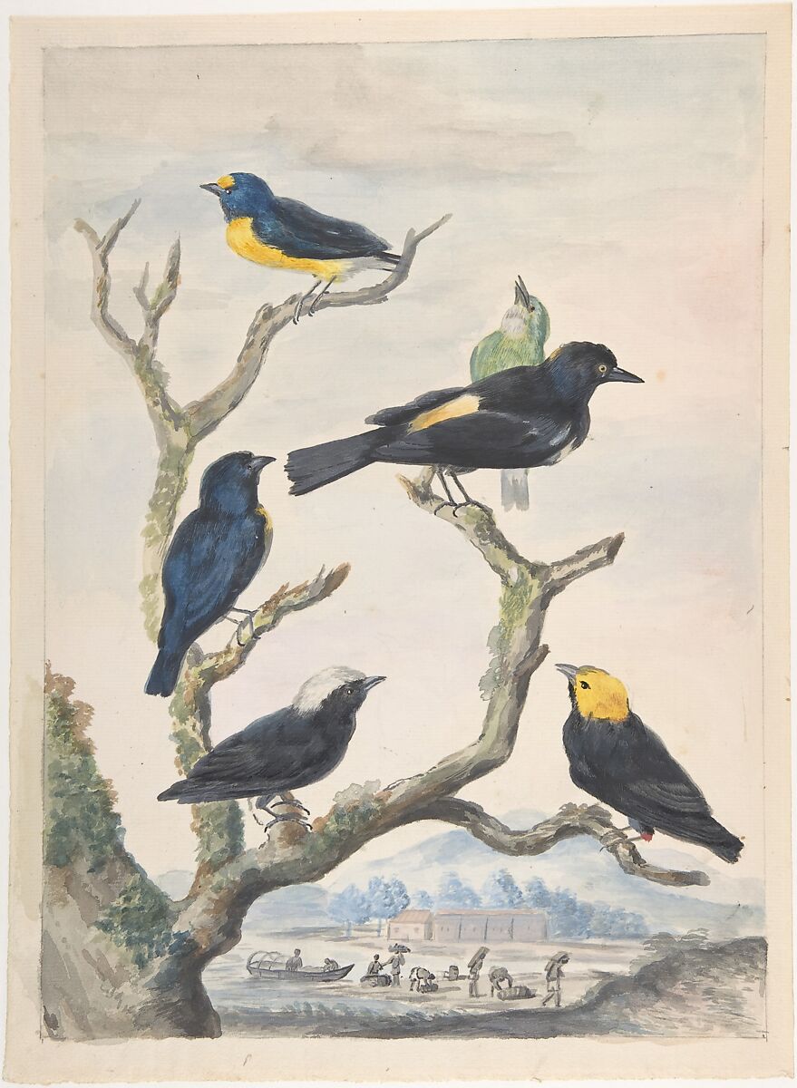 Six South American Birds, Abraham Meertens  Dutch, Watercolor over traces of black graphite