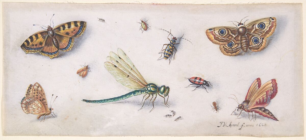 Insects, Butterflies, and a Dragonfly, Jan van Kessel (Flemish, 1626–1679), Black chalk, watercolor and gouache on parchment 