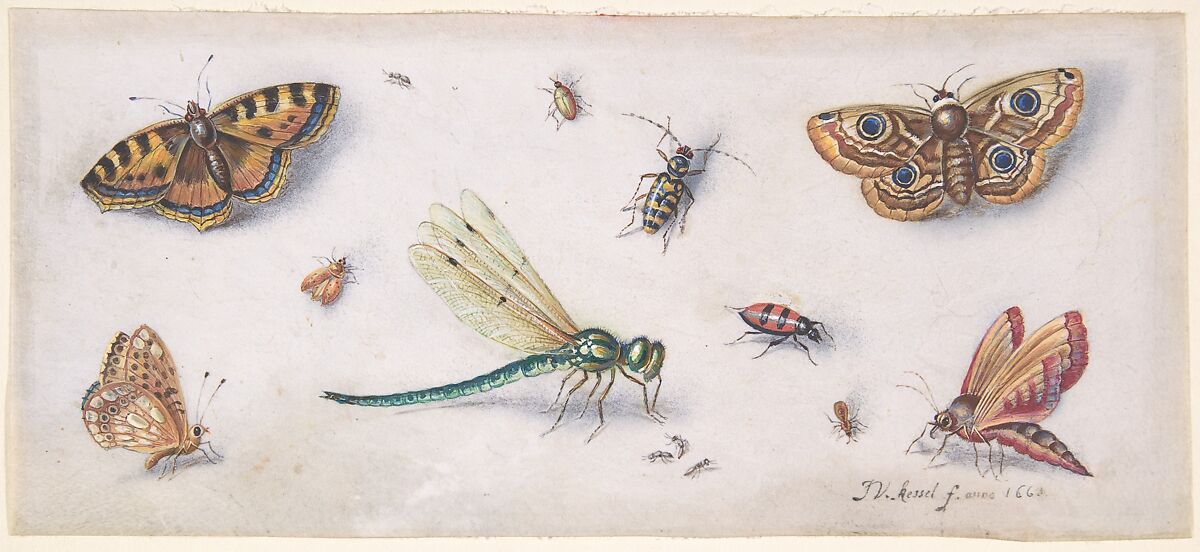 Insects, Butterflies, and a Dragonfly, Jan van Kessel  Flemish, Black chalk, watercolor and gouache on parchment