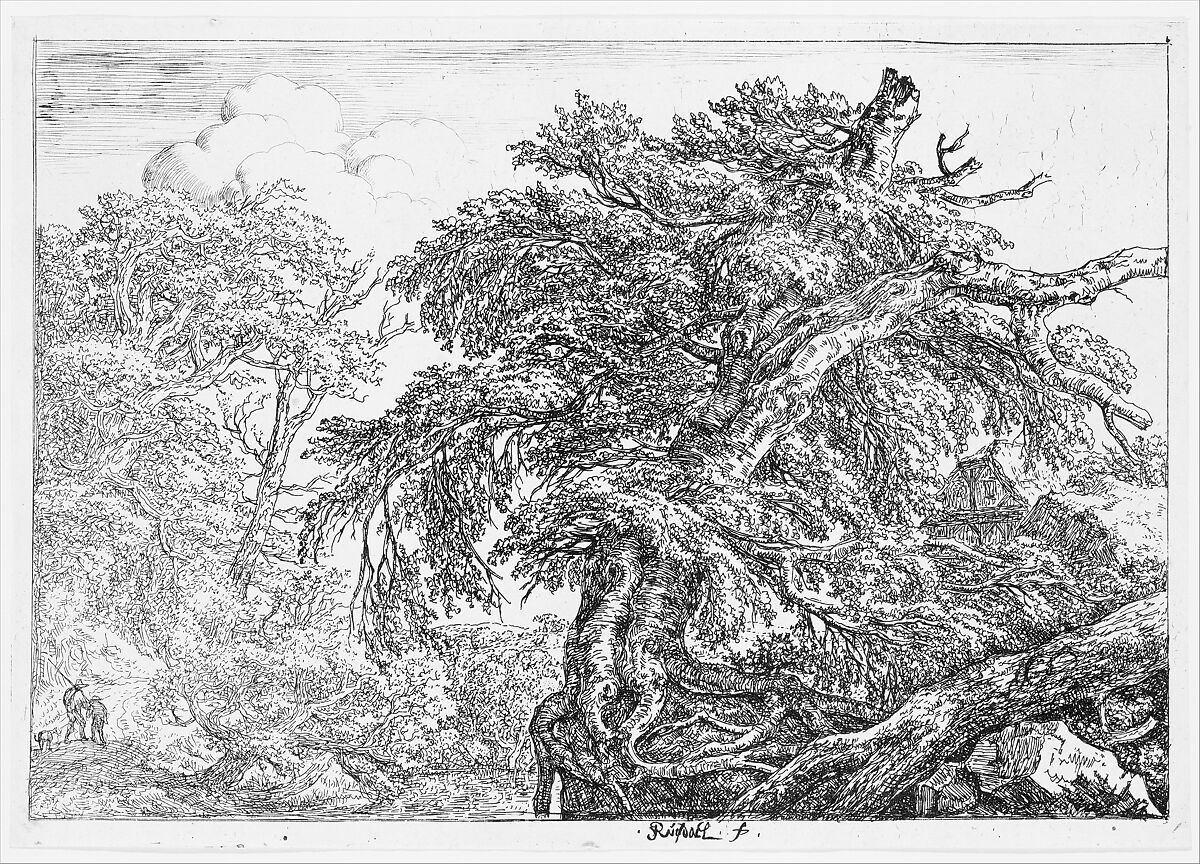 The Great Beech, Jacob van Ruisdael (Dutch, Haarlem 1628/29–1682 Amsterdam), Etching; second state of three 