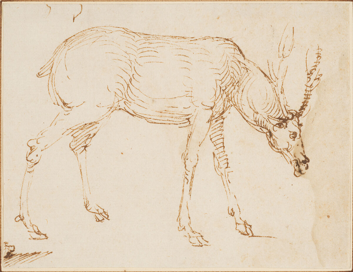 Studies of a Stag, Stefano da Verona (Stefano di Giovanni d'Arbosio di Francia)  Italian, Pen and brown ink