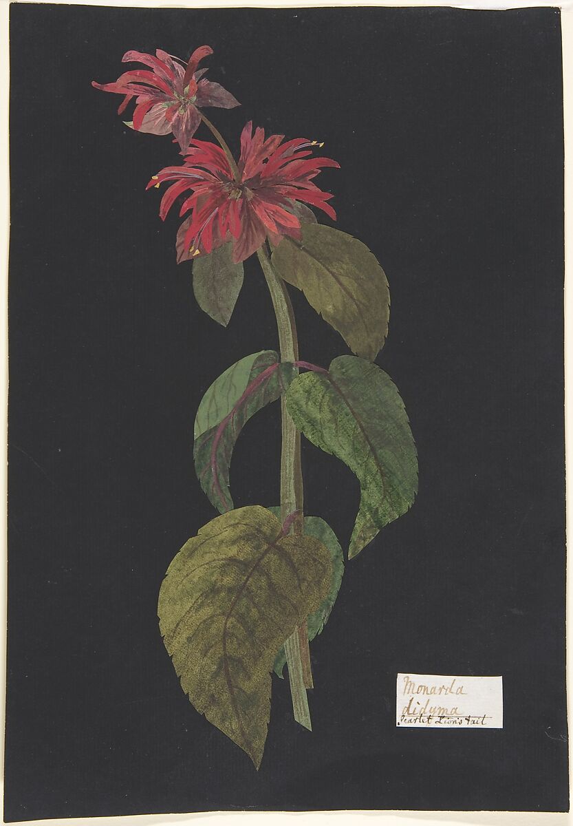 Monarda didyma/Scarlet Lion's Tail, The Hon. Booth Grey (British, active ca. 1790), Paper mosaic: cut piece of laid paper colored with watercolor, laid onto a supporting sheet colored entirely with black ink and marked with a white paper label 