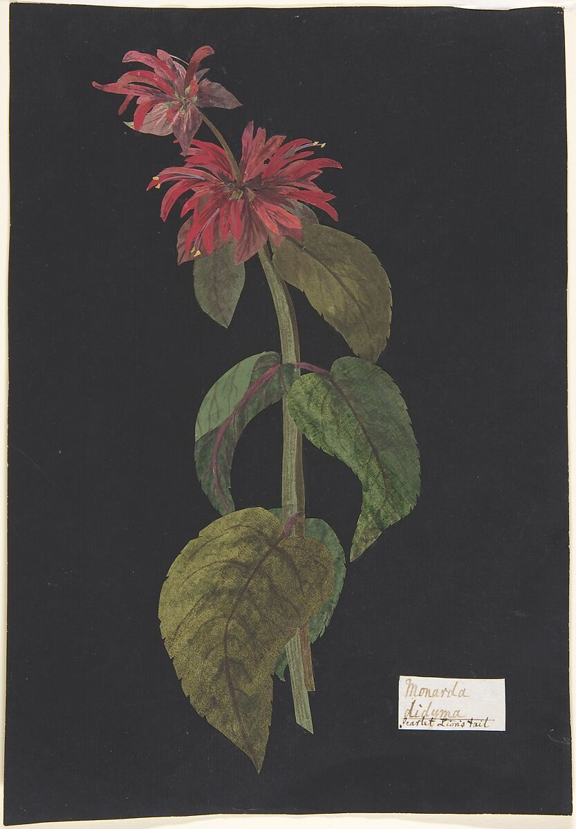 Monarda didyma/ Scarlet Lion's Tail, Attributed to The Hon. Booth Grey (British, 1740–1802), Paper mosaic: cut piece of laid paper colored with watercolor, laid onto a supporting sheet colored entirely with black ink and marked with a white paper label 