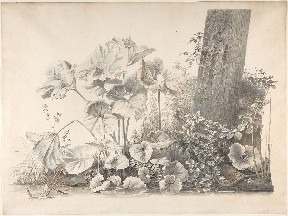 Burdocks, Campions and Brambles by a Treetrunk on a River Bank, Josephus Augustus Knip (Dutch, Tilburg 1777–1847 Berlicum), Gray, reddish-brown and touches of blue wash over black lead 