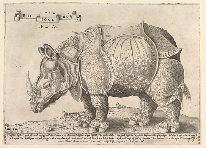 Rhinoceros