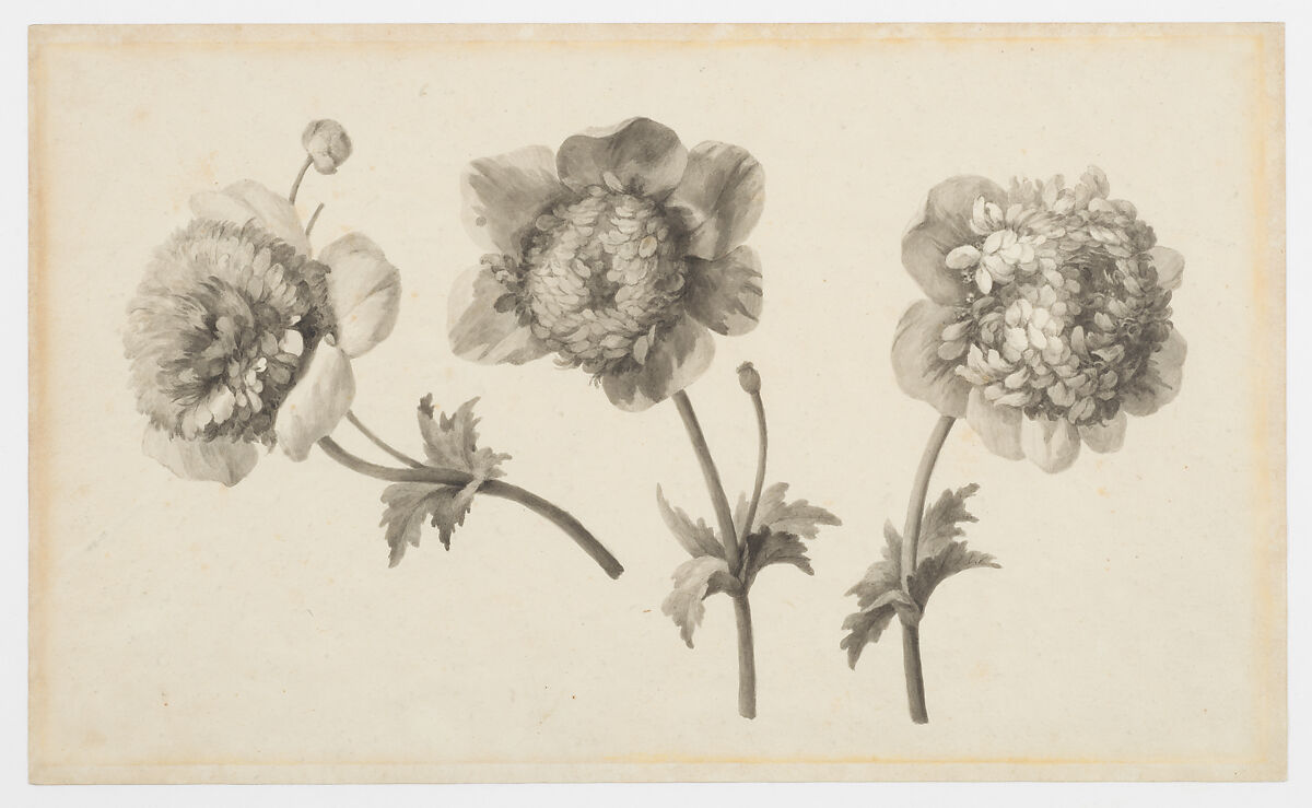 Three Peonies, Anne Vallayer-Coster (French, Paris 1744–1818 Paris), Pen and gray ink, brush and gray wash, over black chalk 