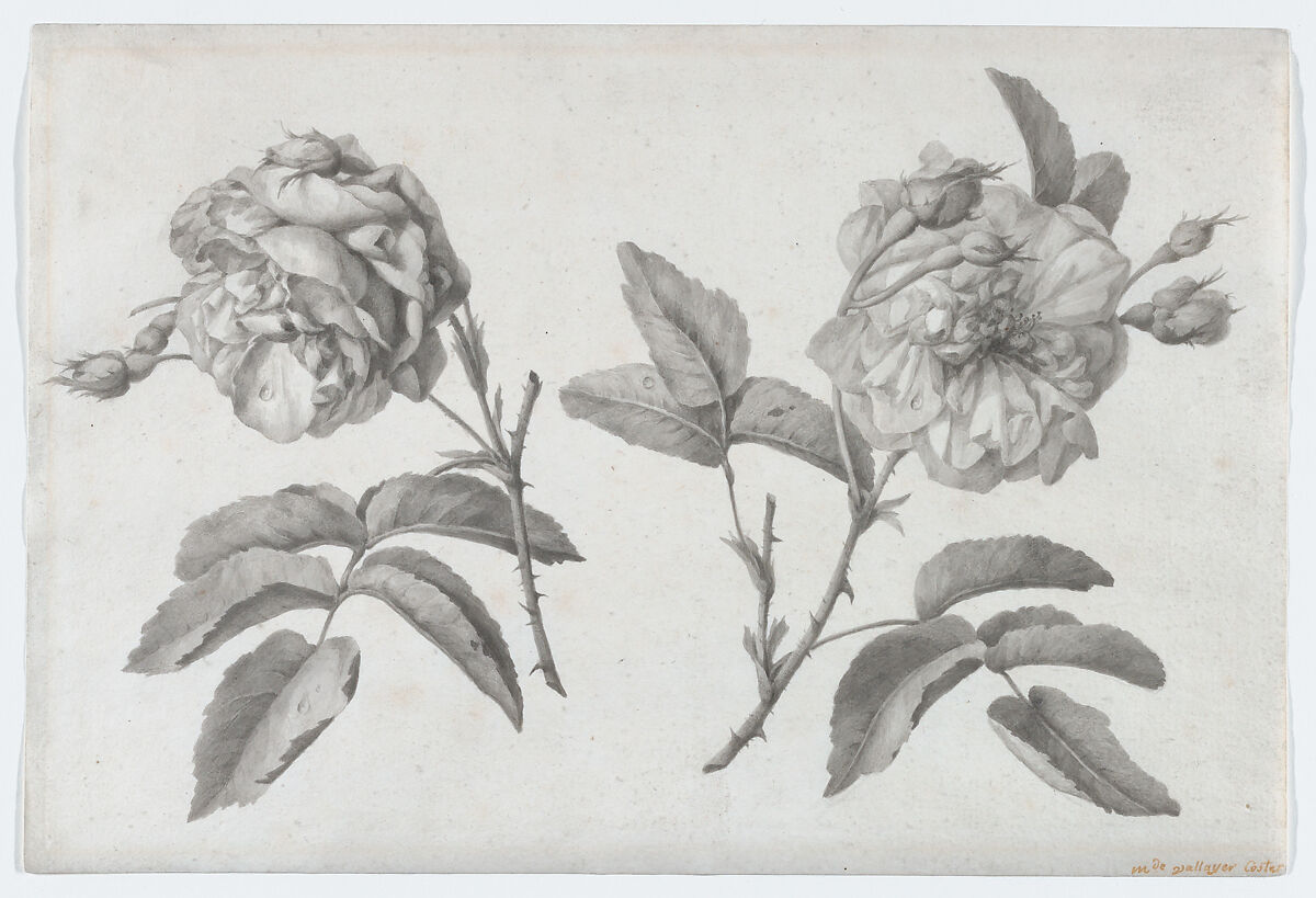 Two Roses, Anne Vallayer-Coster (French, Paris 1744–1818 Paris), Pen and gray ink, brush and gray wash, over black chalk 