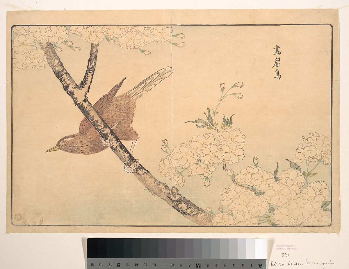 The Gray Thrush, Kuwagata Keisai (Japanese, 1764–1824), Woodblock print; ink and color on paper, Japan 