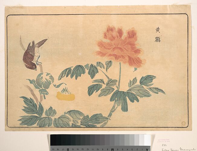 Chinese Oriole and Peonies