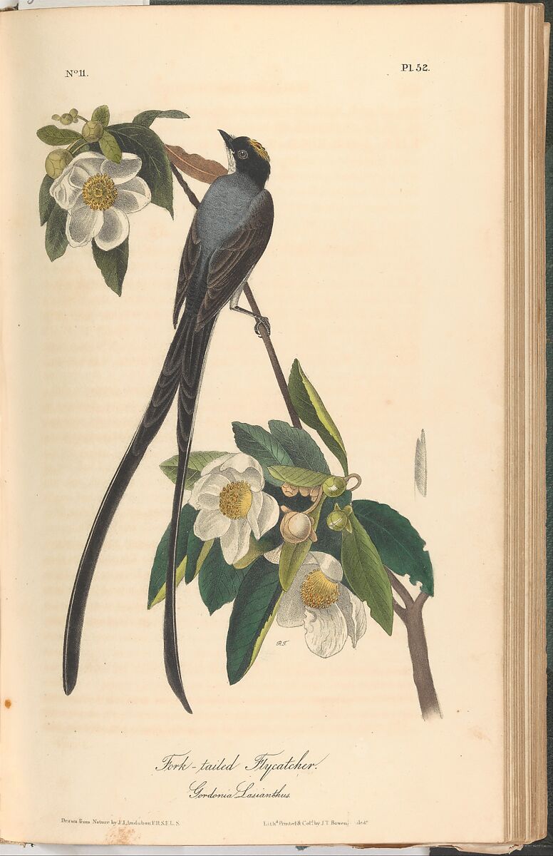The Birds of America from Drawings Made in the United States, After John James Audubon (American (born Haiti), Les Cayes (Saint-Domingue) 1785–1851 New York), Illustrations: hand-colored lithographs 