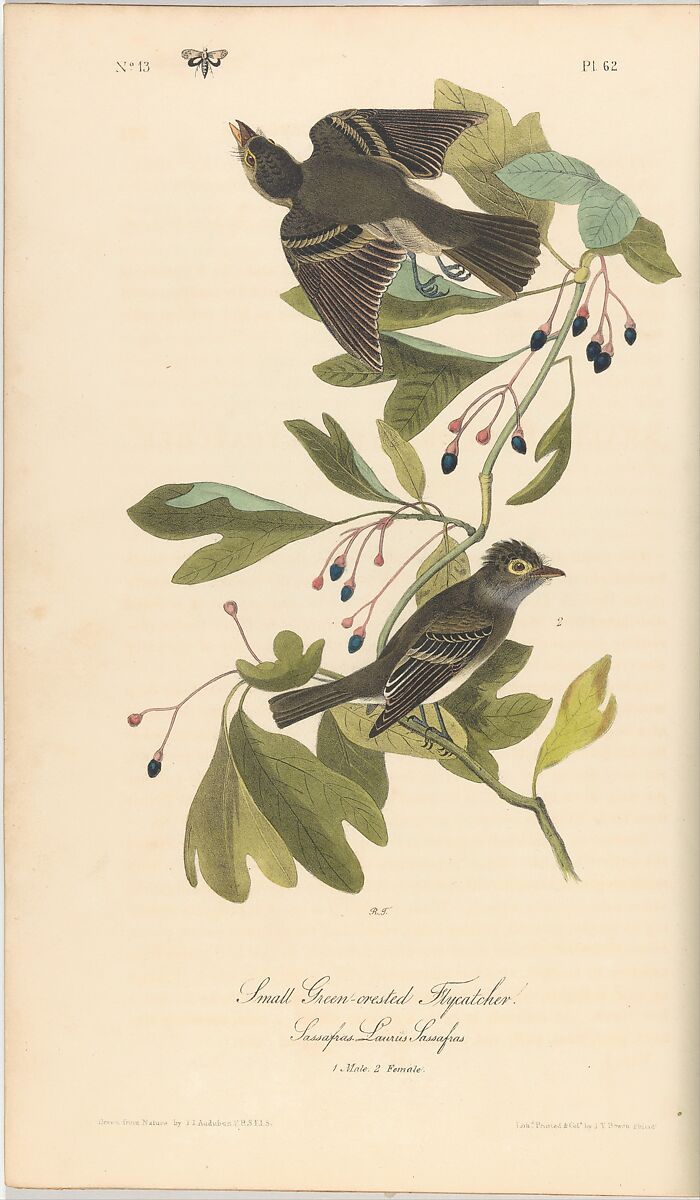 The Birds of America from Drawings Made in the United States, After John James Audubon (American (born Haiti), Les Cayes (Saint-Domingue) 1785–1851 New York), Illustrations: hand-colored lithographs