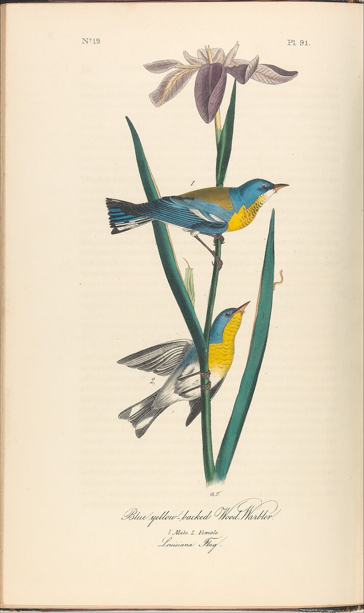 The Birds of America from Drawings Made in the United States, After John James Audubon (American (born Haiti), Les Cayes (Saint-Domingue) 1785–1851 New York), Illustrations: hand-colored lithographs