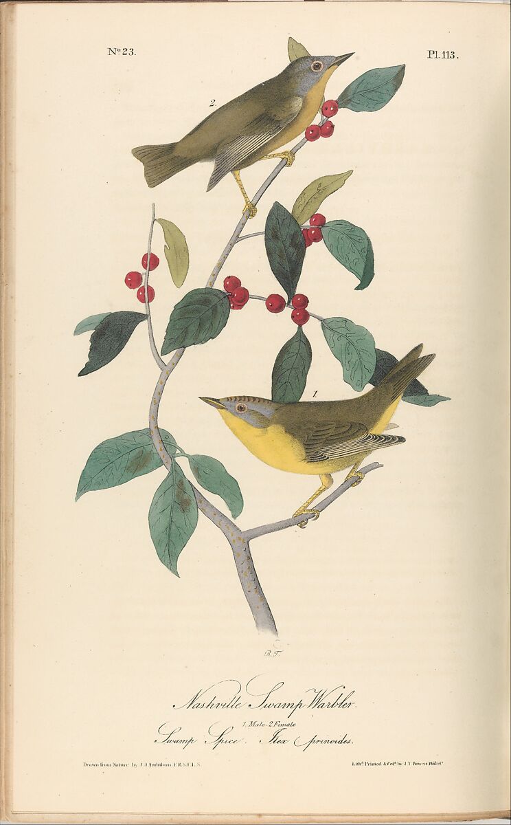The Birds of America from Drawings Made in the United States, After John James Audubon (American (born Haiti), Les Cayes (Saint-Domingue) 1785–1851 New York), Illustrations: hand-colored lithographs
