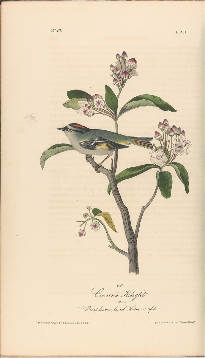 The Birds of America from Drawings Made in the United States, After John James Audubon (American (born Haiti), Les Cayes (Saint-Domingue) 1785–1851 New York), Illustrations: hand-colored lithographs