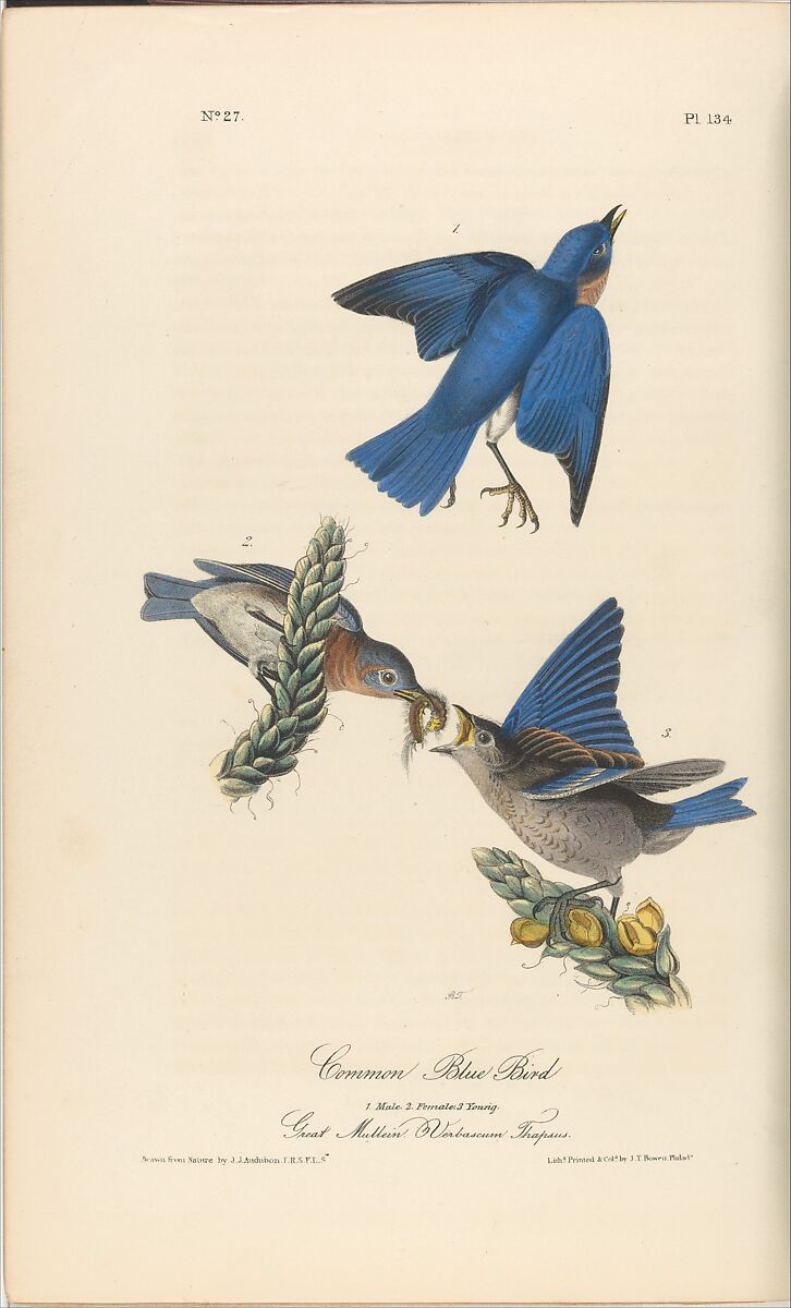 The Birds of America from Drawings Made in the United States, After John James Audubon (American (born Haiti), Les Cayes (Saint-Domingue) 1785–1851 New York), Illustrations: hand-colored lithographs