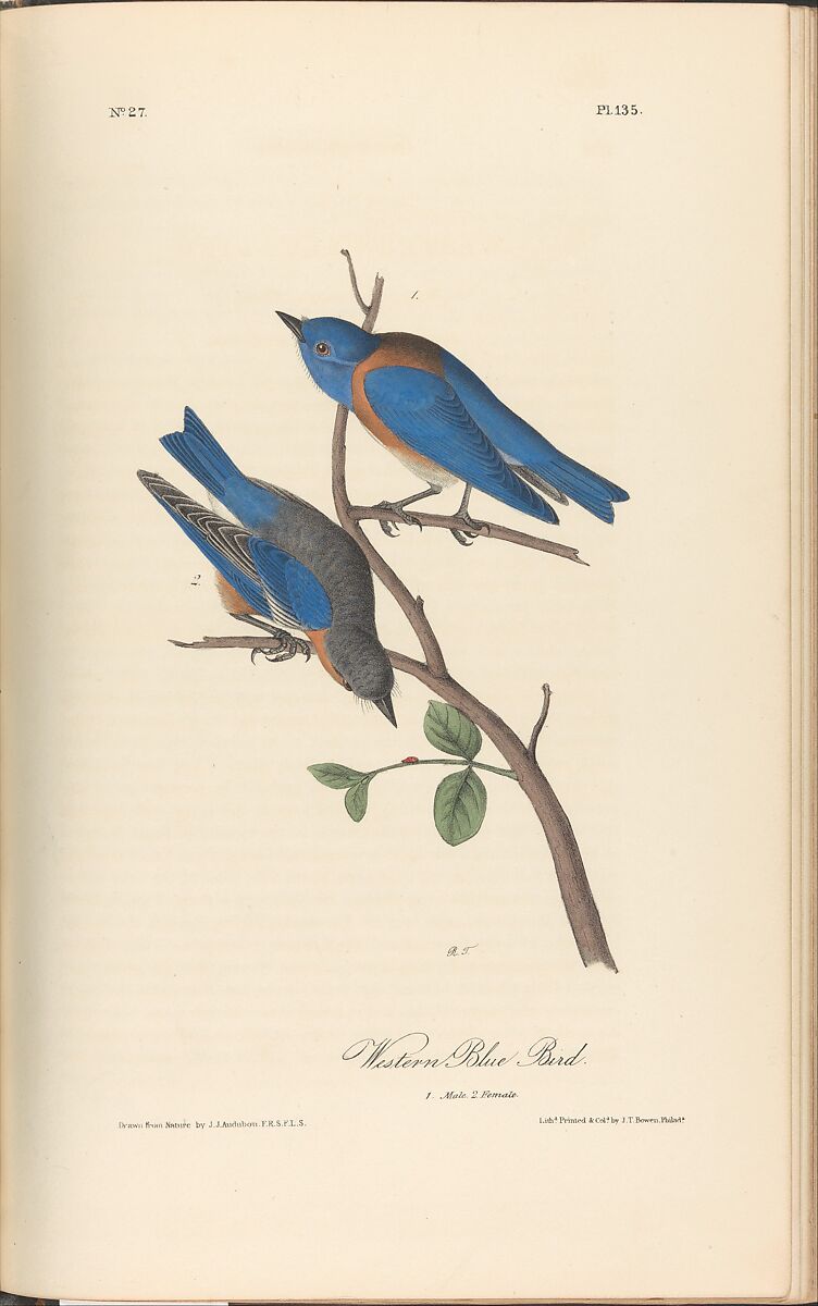 The Birds of America from Drawings Made in the United States, After John James Audubon (American (born Haiti), Les Cayes (Saint-Domingue) 1785–1851 New York), Illustrations: hand-colored lithographs