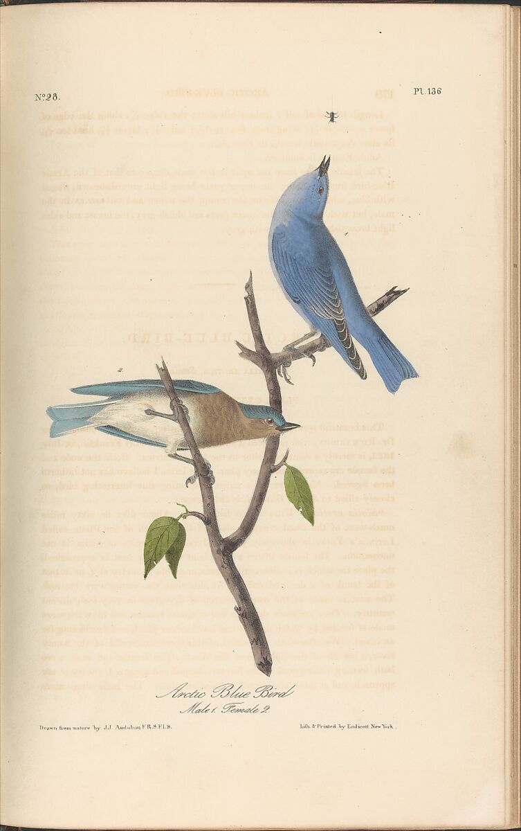 The Birds of America from Drawings Made in the United States, After John James Audubon (American (born Haiti), Les Cayes (Saint-Domingue) 1785–1851 New York), Illustrations: hand-colored lithographs