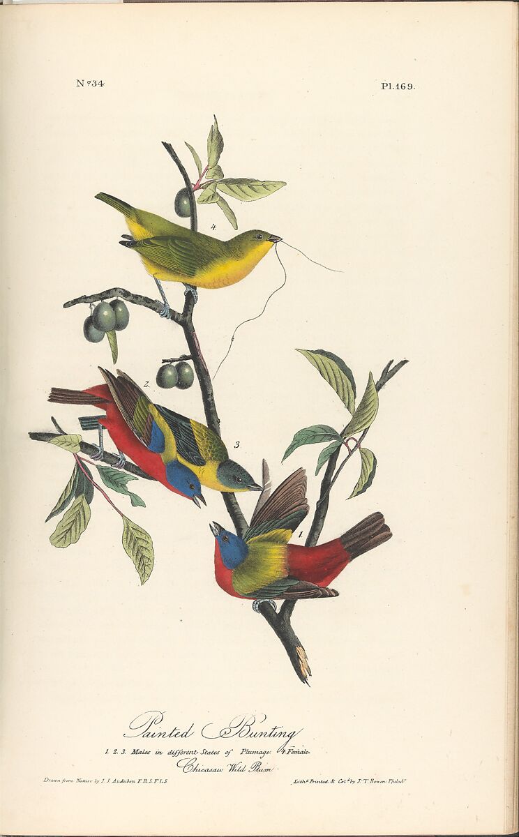 The Birds of America from Drawings Made in the United States, After John James Audubon (American (born Haiti), Les Cayes (Saint-Domingue) 1785–1851 New York), Illustrations: hand-colored lithographs