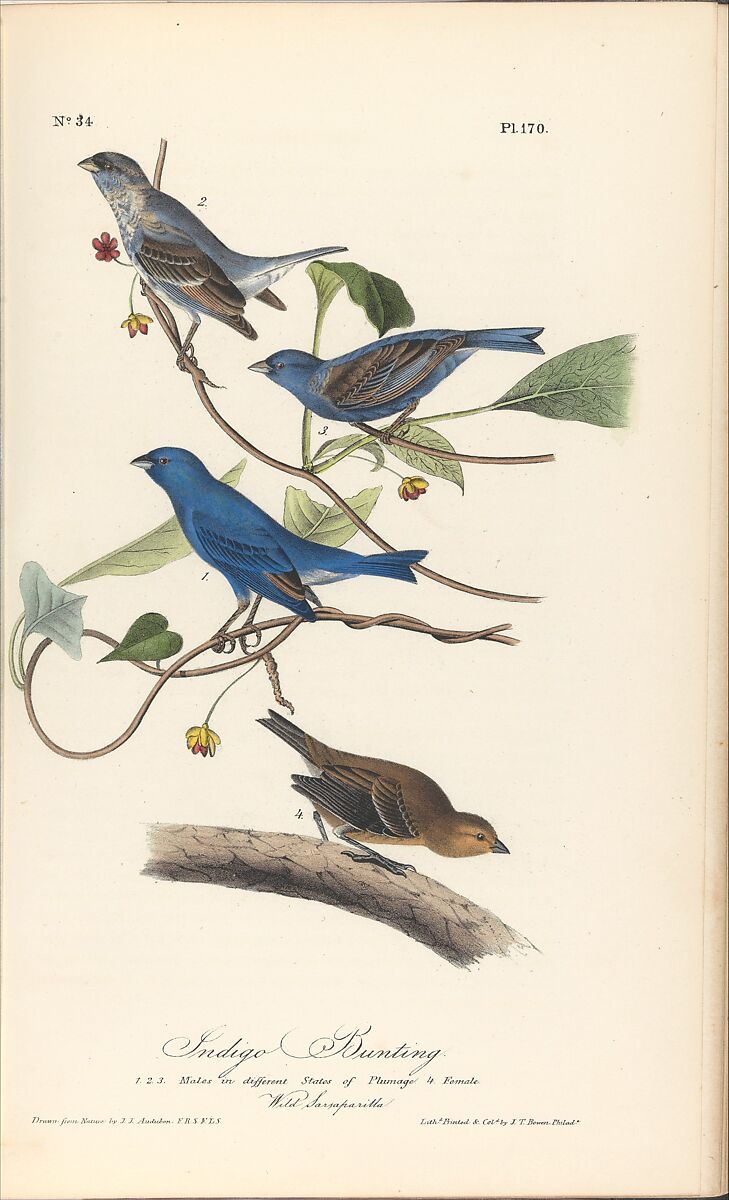 The Birds of America from Drawings Made in the United States, After John James Audubon (American (born Haiti), Les Cayes (Saint-Domingue) 1785–1851 New York), Illustrations: hand-colored lithographs