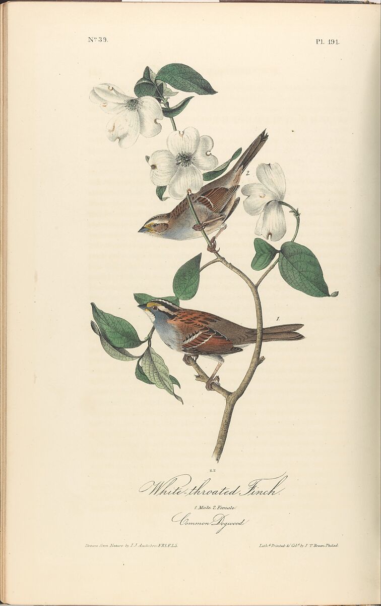 The Birds of America from Drawings Made in the United States, After John James Audubon (American (born Haiti), Les Cayes (Saint-Domingue) 1785–1851 New York), Illustrations: hand-colored lithographs
