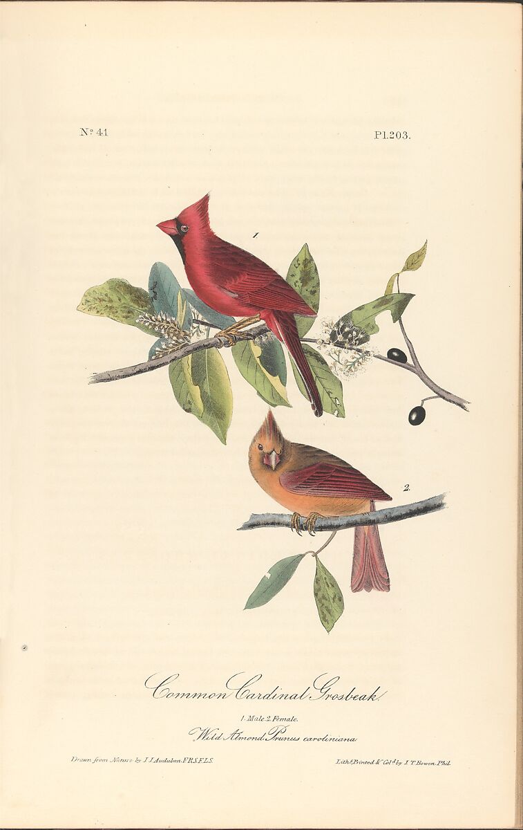The Birds of America from Drawings Made in the United States, After John James Audubon (American (born Haiti), Les Cayes (Saint-Domingue) 1785–1851 New York), Illustrations: hand-colored lithographs