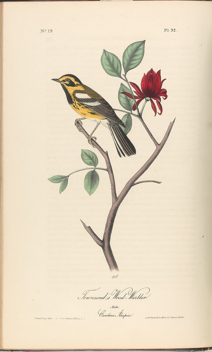 The Birds of America from Drawings Made in the United States, After John James Audubon (American (born Haiti), Les Cayes (Saint-Domingue) 1785–1851 New York), Illustrations: hand-colored lithographs